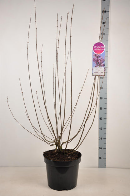 Syringa c. &