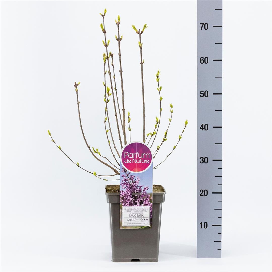 Syringa chin. &
