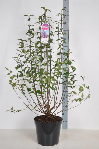 Syringa chin. &