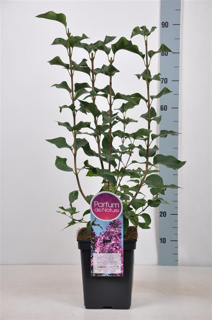 Syringa hyac. &