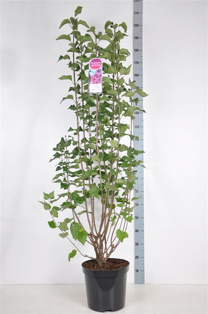Syringa hyac. &