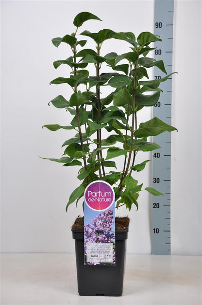 Syringa hyac. &