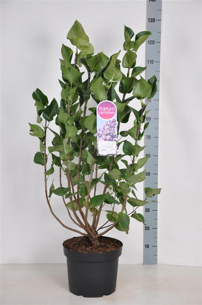 Syringa hyac. &