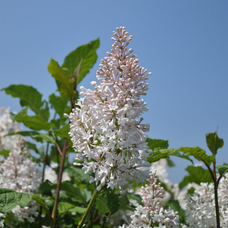 Syringa (V) &