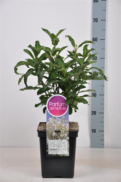 Syringa hyac. &