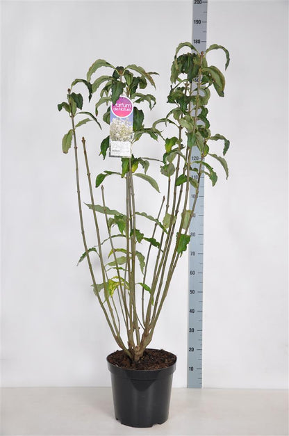 Syringa hyac. &