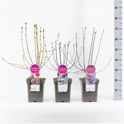 Syringa i sorter (botaniska) C5 (5 liters kruka) / 23 cm kruka, 30-50 cm