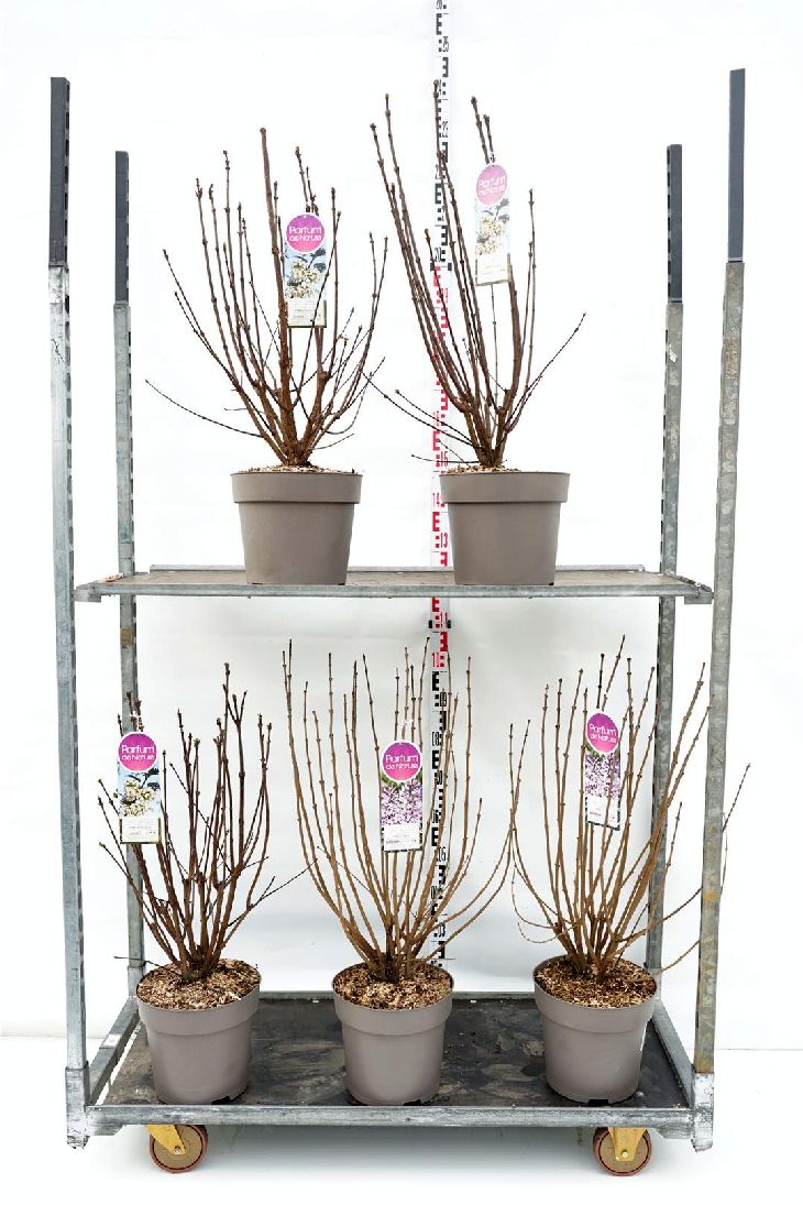 Syren in cultivars (Botanical) - C10 70-90 CM