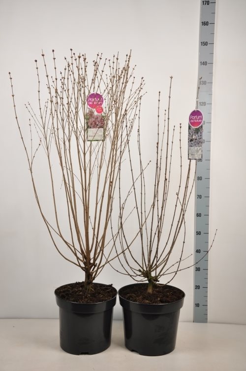 Syren in cultivars (Botanical) - C15 90-120 CM