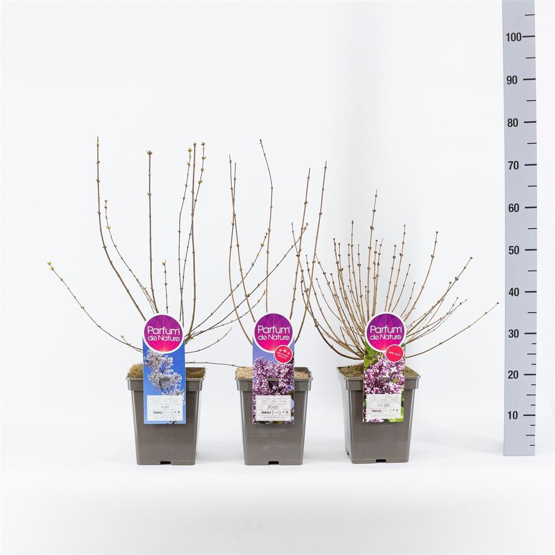 Syren Mini Syringa in cultivars - C5/P23 30-50 CM