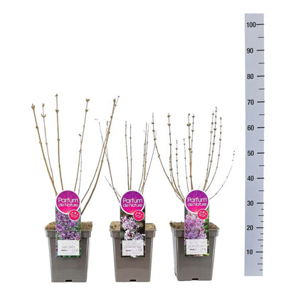 Syringa Mini Syringa® i sorter C5 (5 liters kruka) 30-50 cm