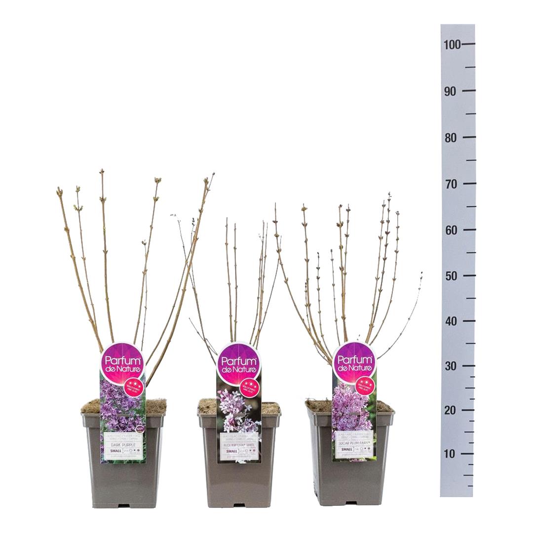 Syringa Mini Syringa ® i sorter C5 (5 liters kruka) 30-50 cm