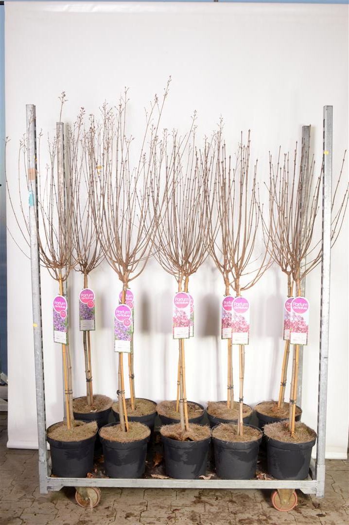 Syren in cultivars - 70 CM STEM C7,5/P26