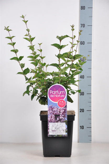 Syringa &