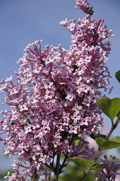 Syringa &