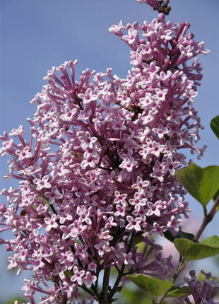 Syringa 'Josee'