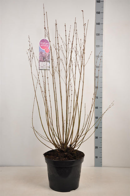 Syringa &