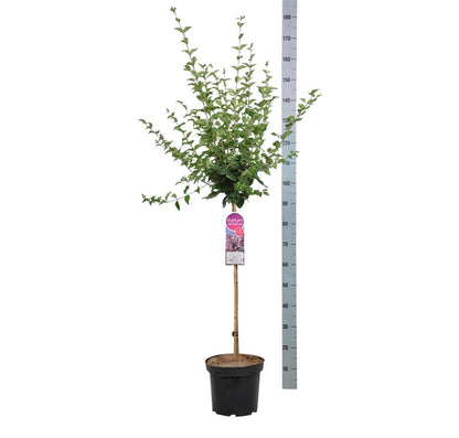 Syringa &
