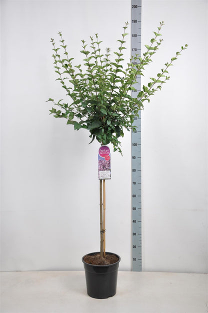 Syringa &