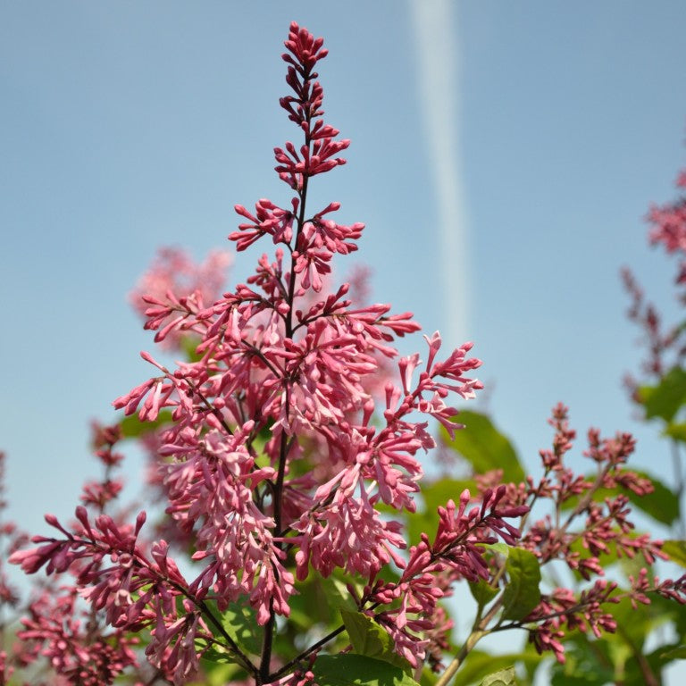 Syringa (V) &