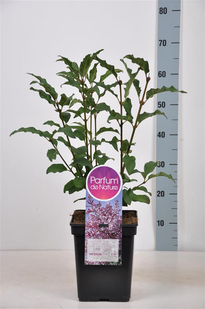 Syringa (V) &