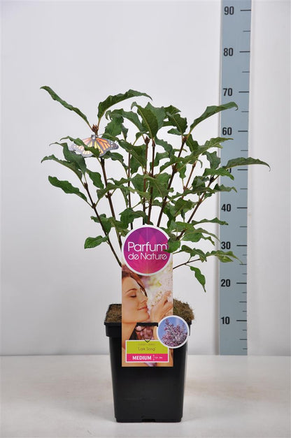 Syringa &