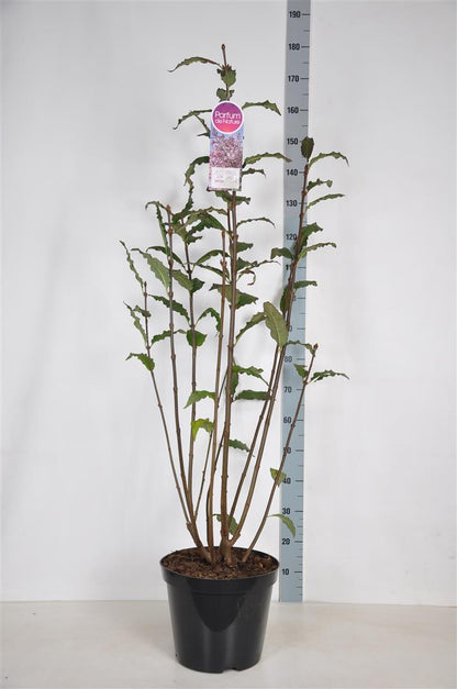 Syringa (V) &