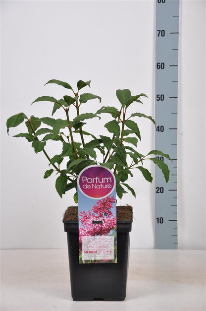 Syringa &