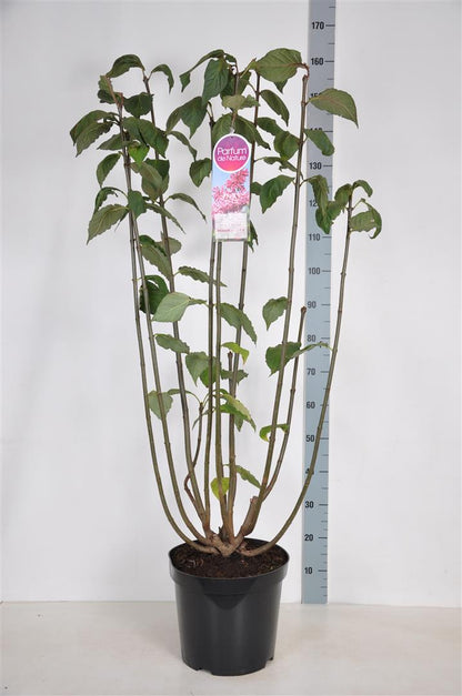 Syringa (V) &