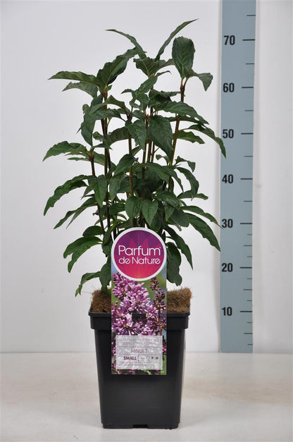 Syringa (V) &
