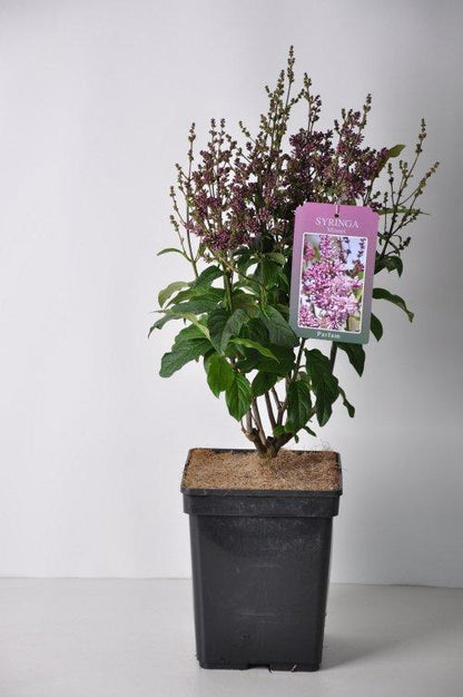 Syringa (V) &