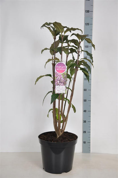 Syringa (V) &