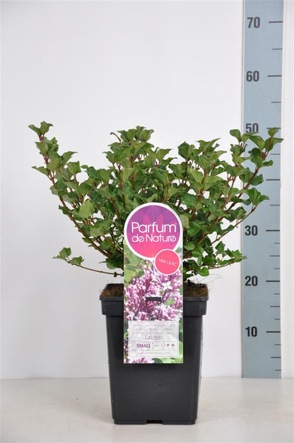 Syringa meyeri &