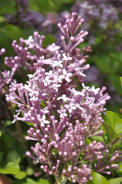 Syringa meyeri &