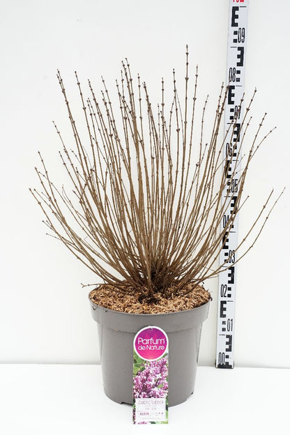 Syringa meyeri &