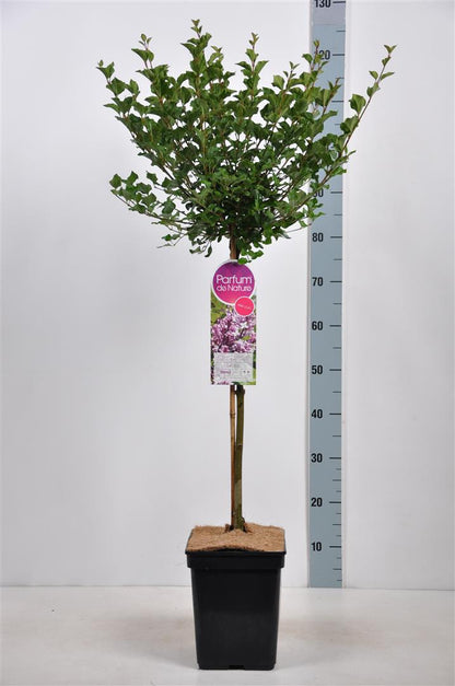 Syringa meyeri &
