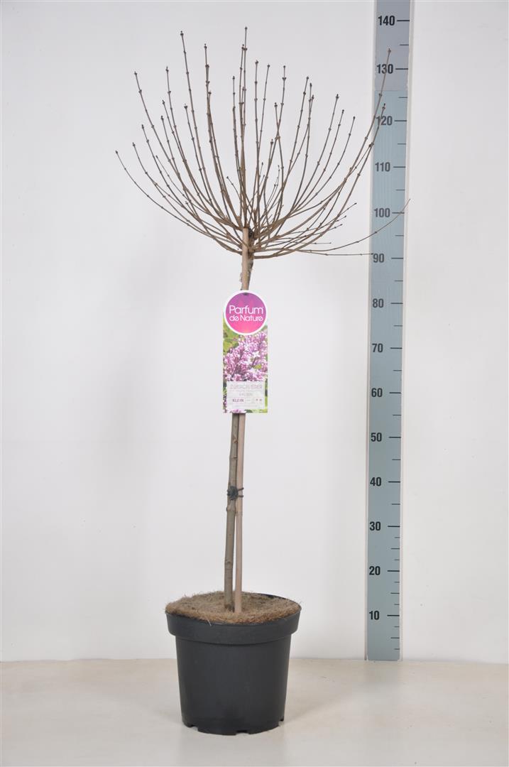 Syringa meyeri &
