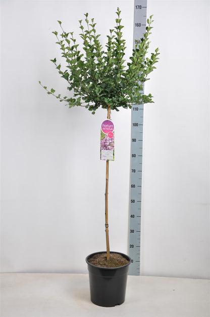 Syringa meyeri &