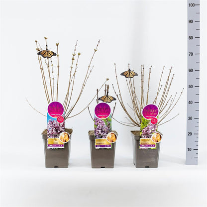 Syringa-mix Premium Small 30-50 cm, C5 (5 liters kruka)