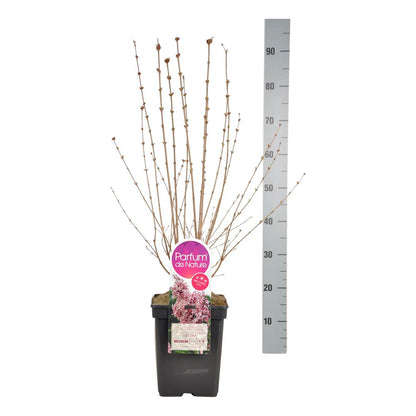 Syringa microphylla &