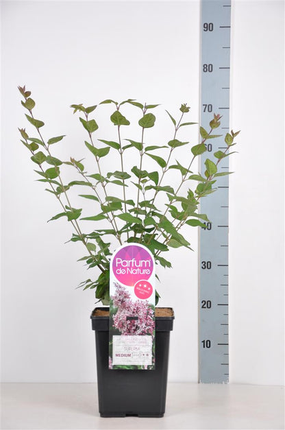 Syringa microphylla &