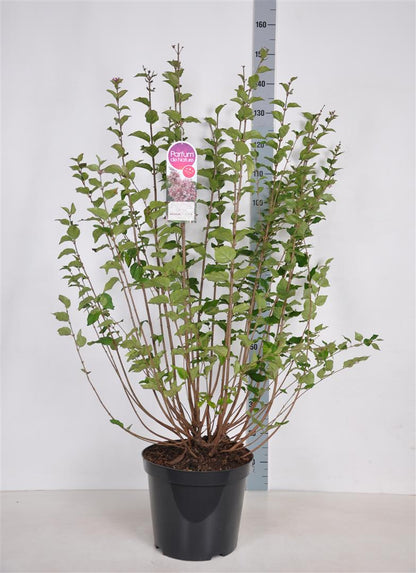Syringa microphylla &
