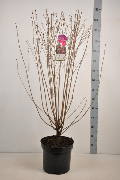 Syringa microphylla &