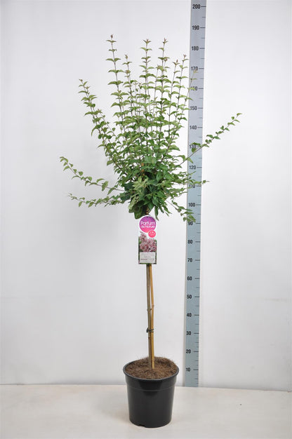 Syringa microphylla &