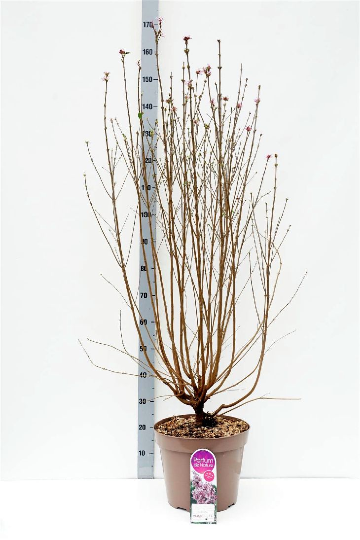 Syren microphylla &