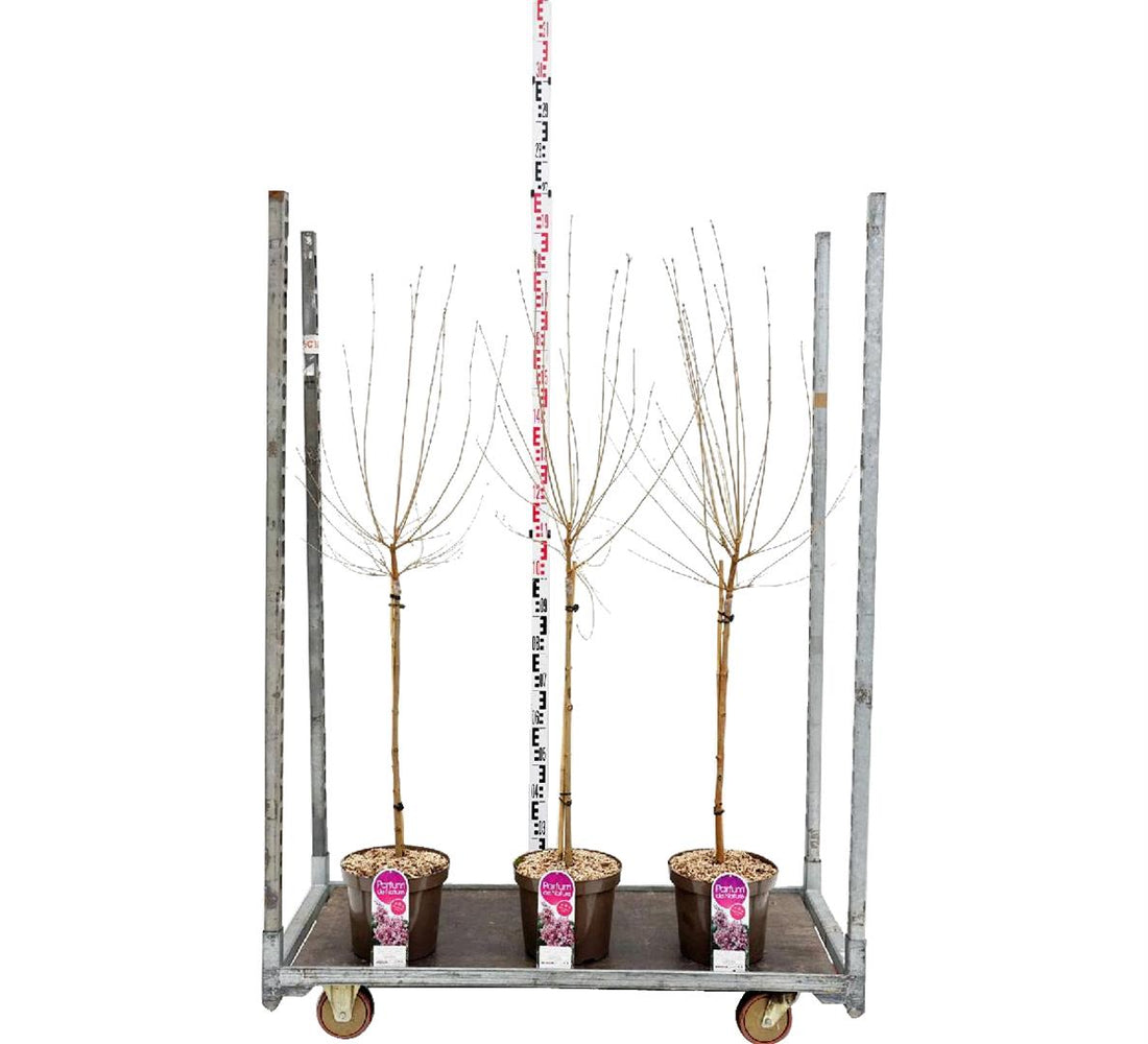 Syren microphylla &