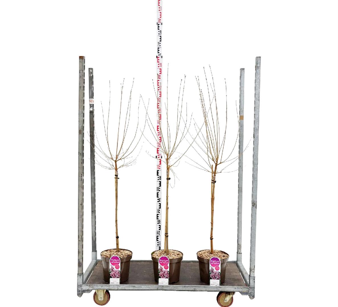 Syren microphylla &
