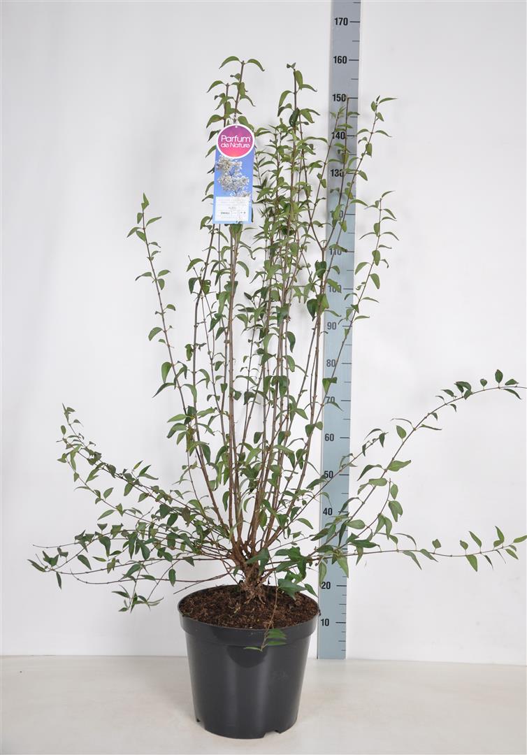 Syringa persica &