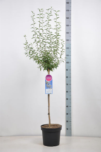 Syringa persica &