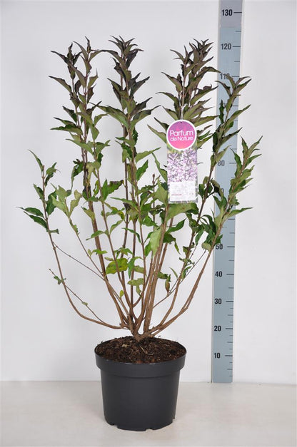 Syringa patula &